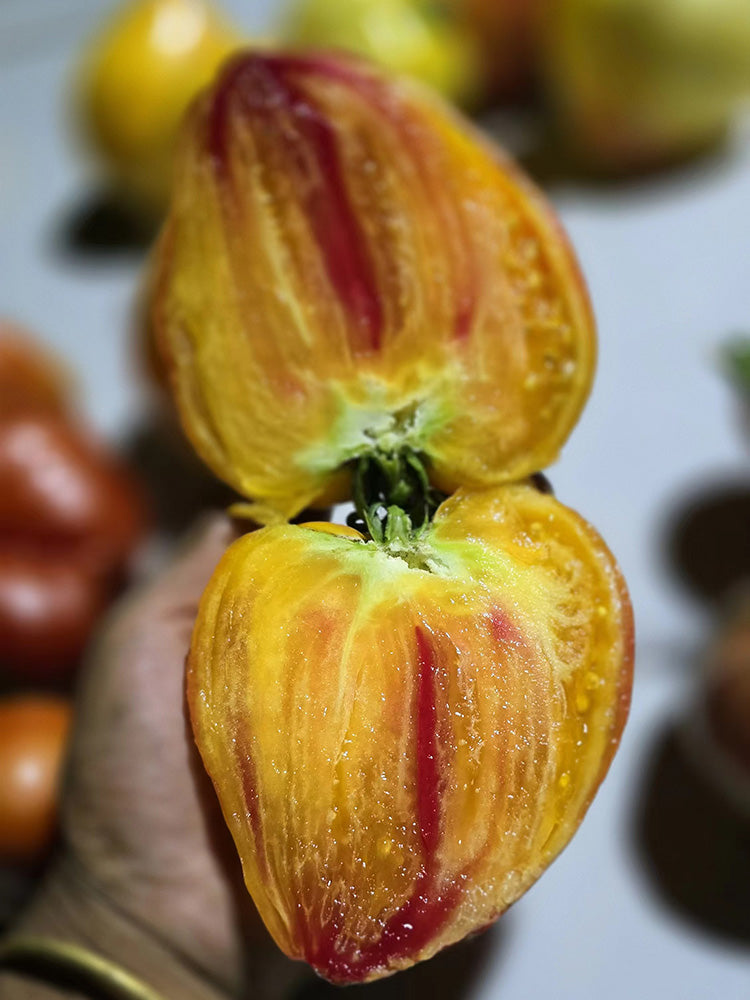 782 Bi-Color Stretch Oxheart Tomato