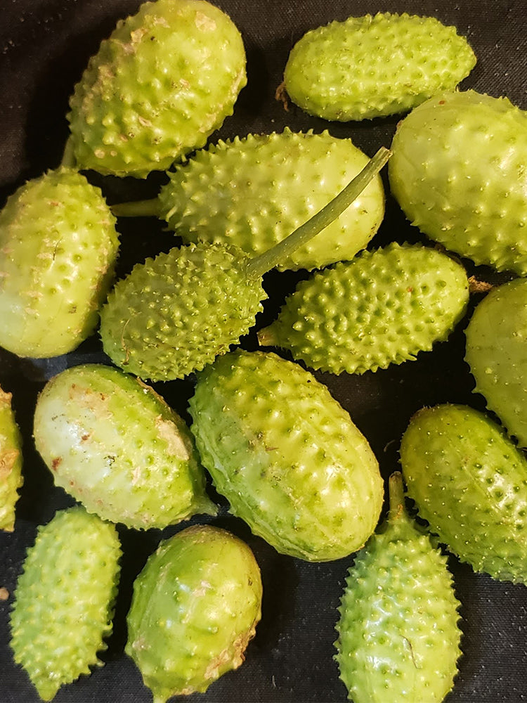 West Indian Gherkin