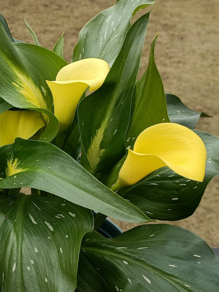 'Dana' Calla Lily