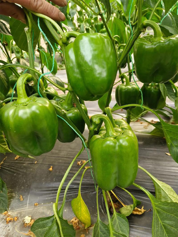 Square Green Pepper (Capsicum annuum)