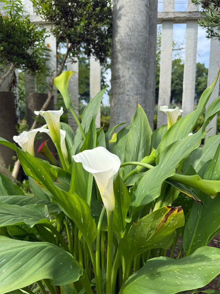 'White Art' Calla Lily
