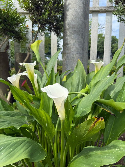 'White Art' Calla Lily