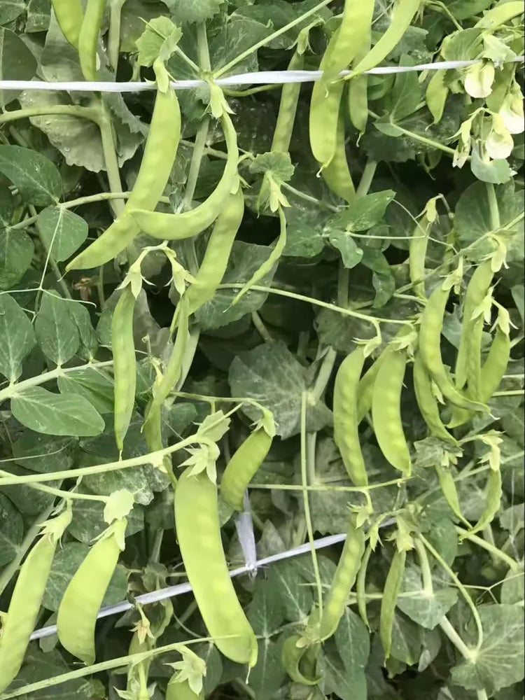 'Cuibao 616' Snow Pea