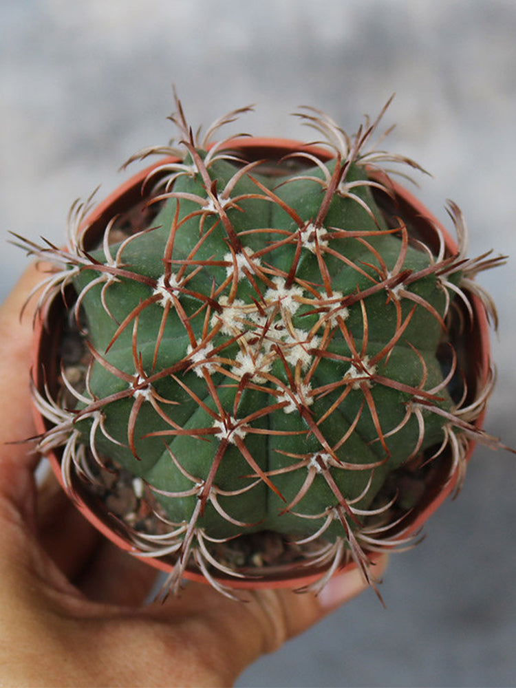 Melocactus matanzanus