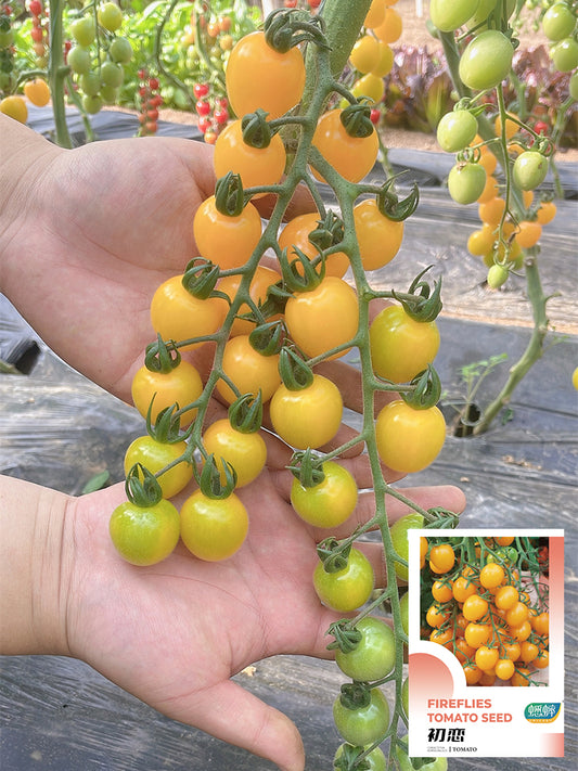 'First Love' Golden Cherry Tomato