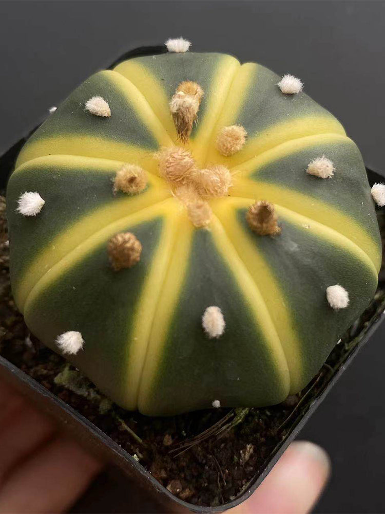 Astrophytum asterias Variegata