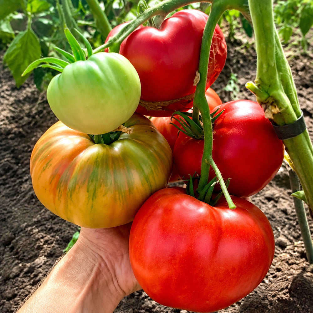 58 Wonder Tomato
