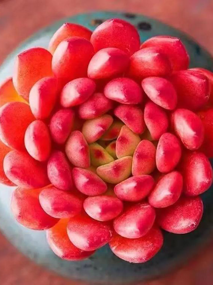 Sedeveria 'Pink Ruby'