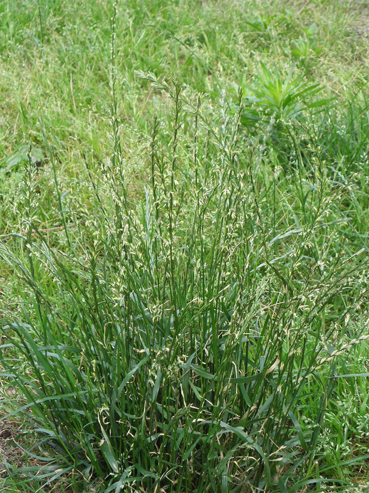 Fairy Green Perennial Ryegrass