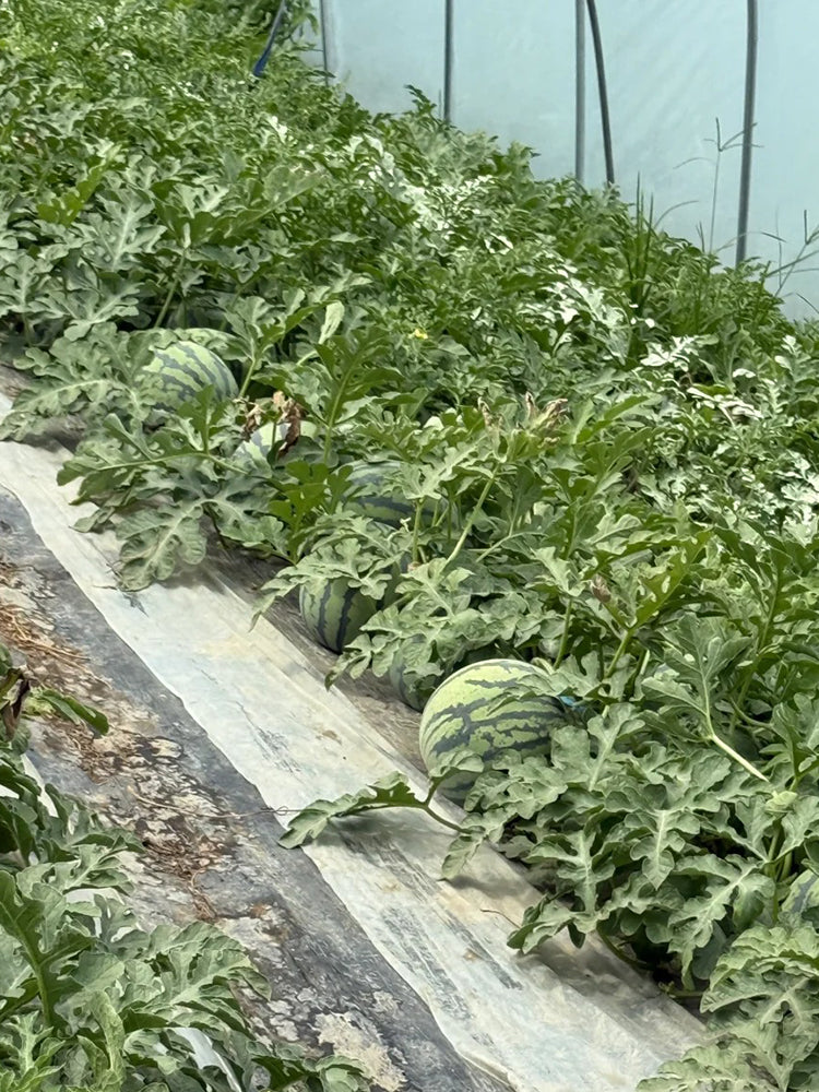 Meijia 84-24 Hybrid Watermelon