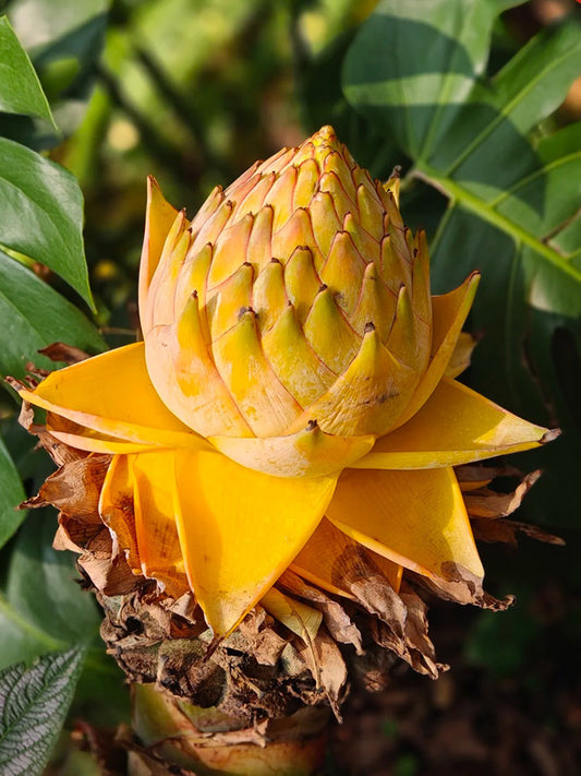 Ground Burst Golden Lotus