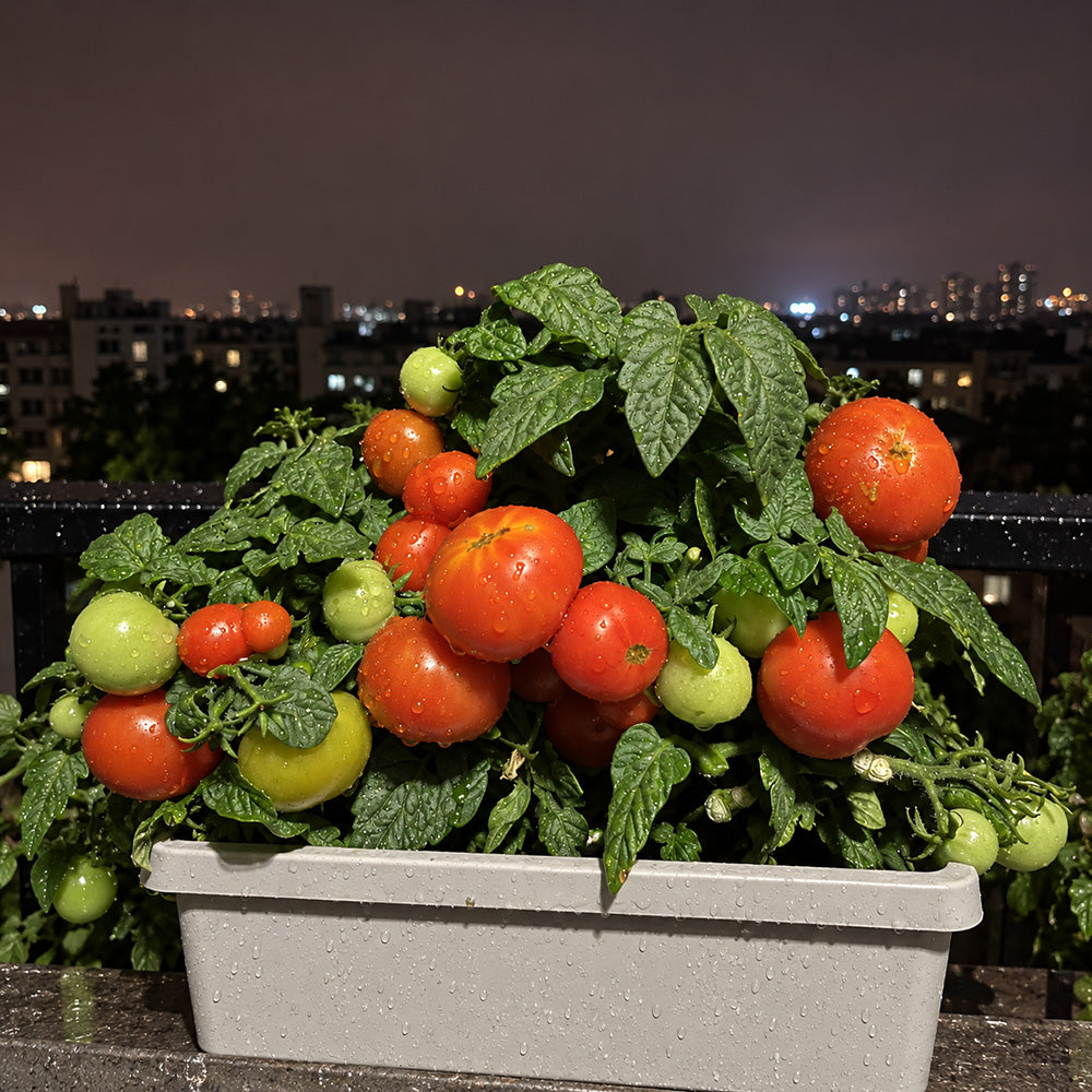 362 Florida Petite Tomato