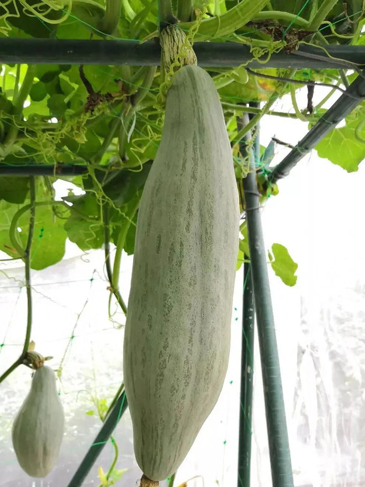 Golden Chestnut Noble Pumpkin