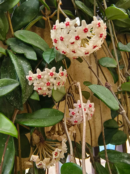 Hoya trinervia 'Splash' Unrooted Stem Cuttings