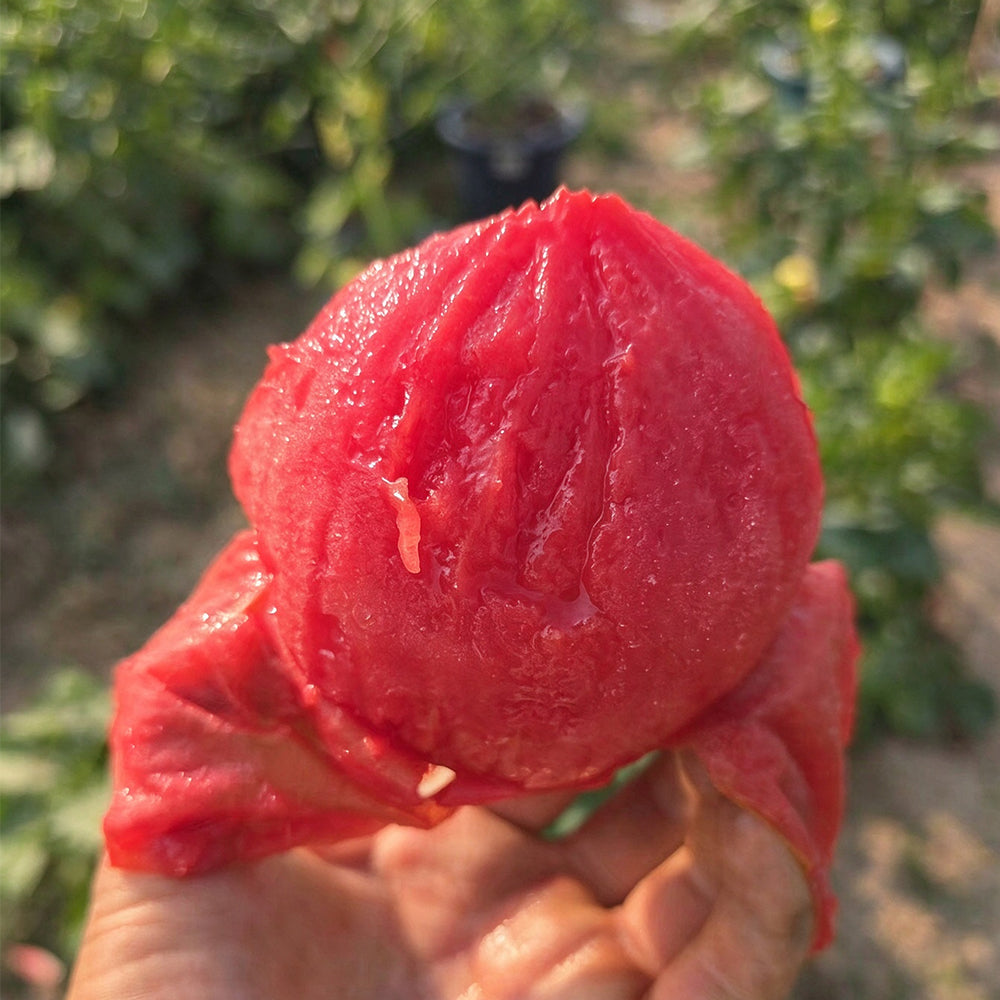 28 Teton de Venus Tomato