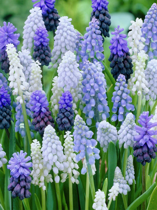 Mixed Color Grape Hyacinth