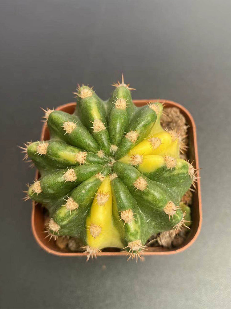Echinopsis subdenudata Variegata