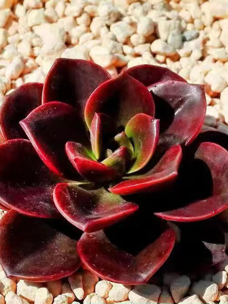 Echeveria 'Chocolate'