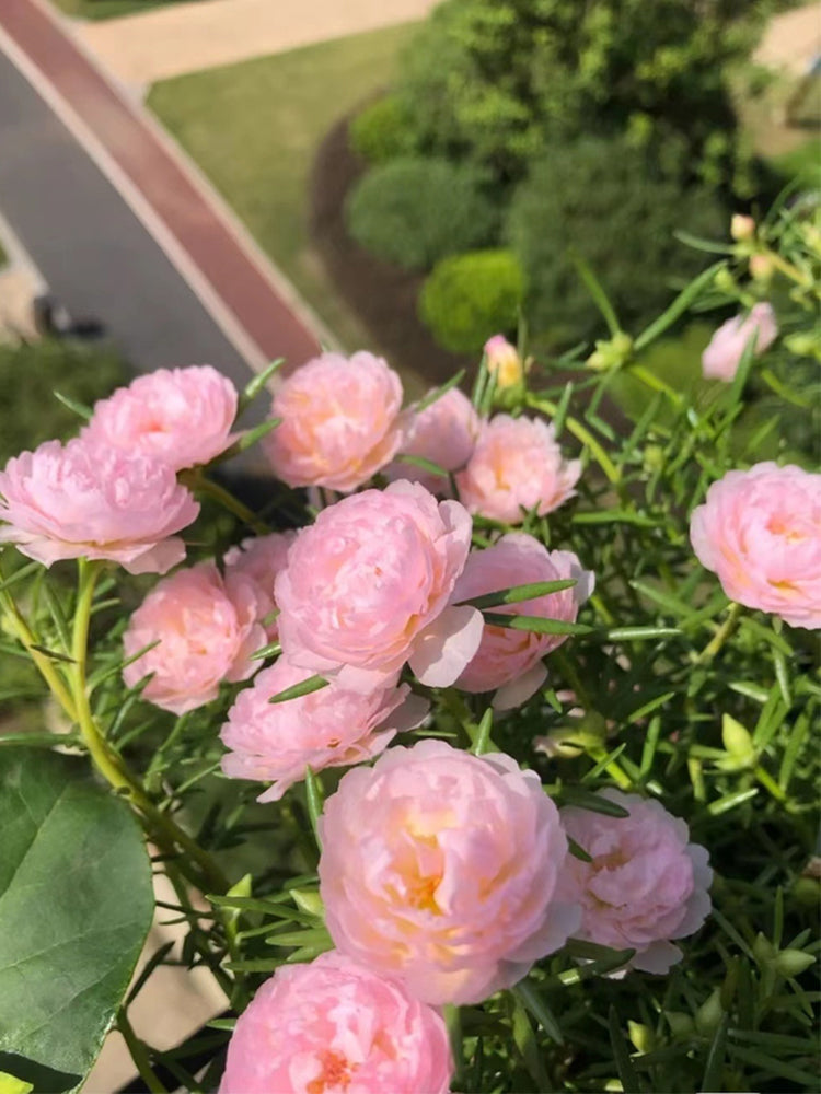 Hezhichun Pink Moss-Rose Purslane