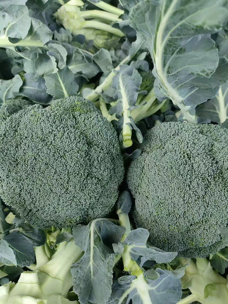 GreenVigour 80 Broccoli