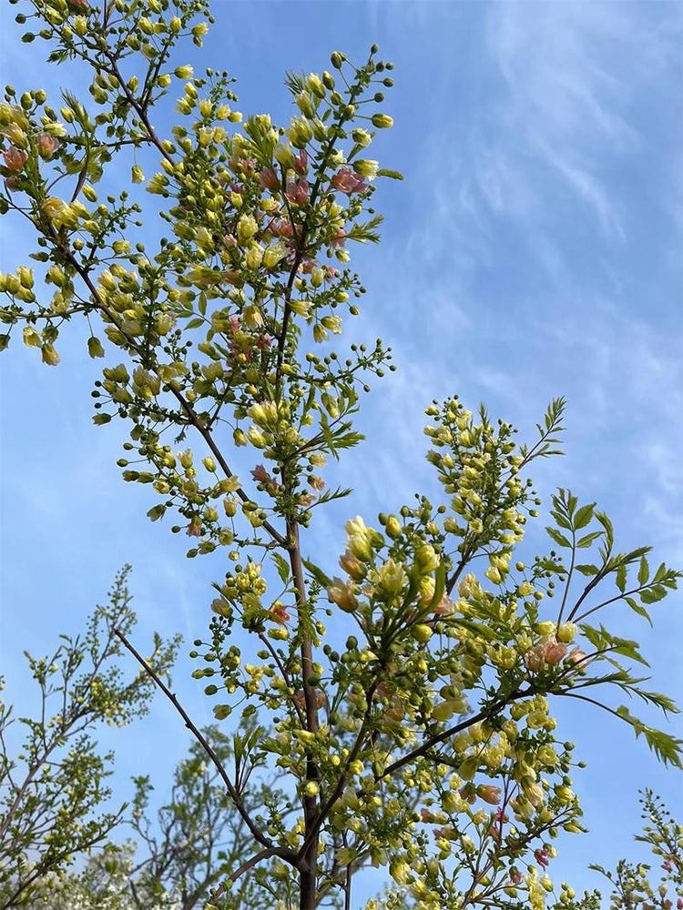 Xanthoceras sorbifolium Bunge