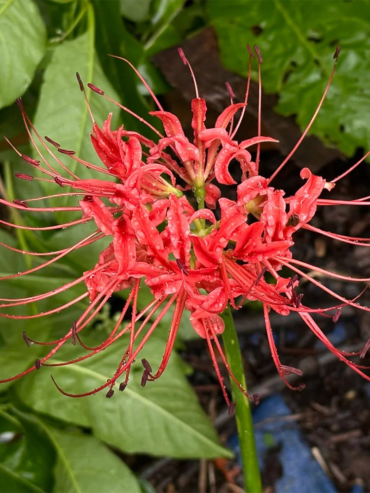 Lycoris radiata (Triploid)