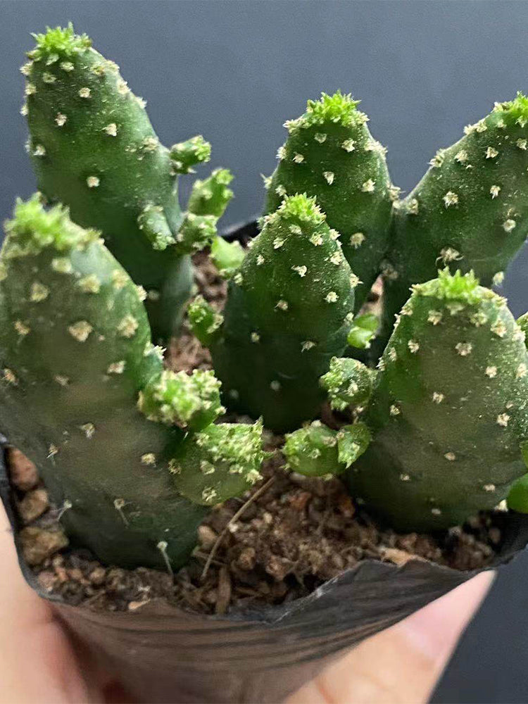 Cylindropuntia leptocaulis