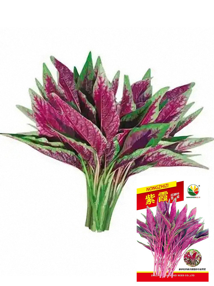 Zixia Red Willow-Leaf Amaranth