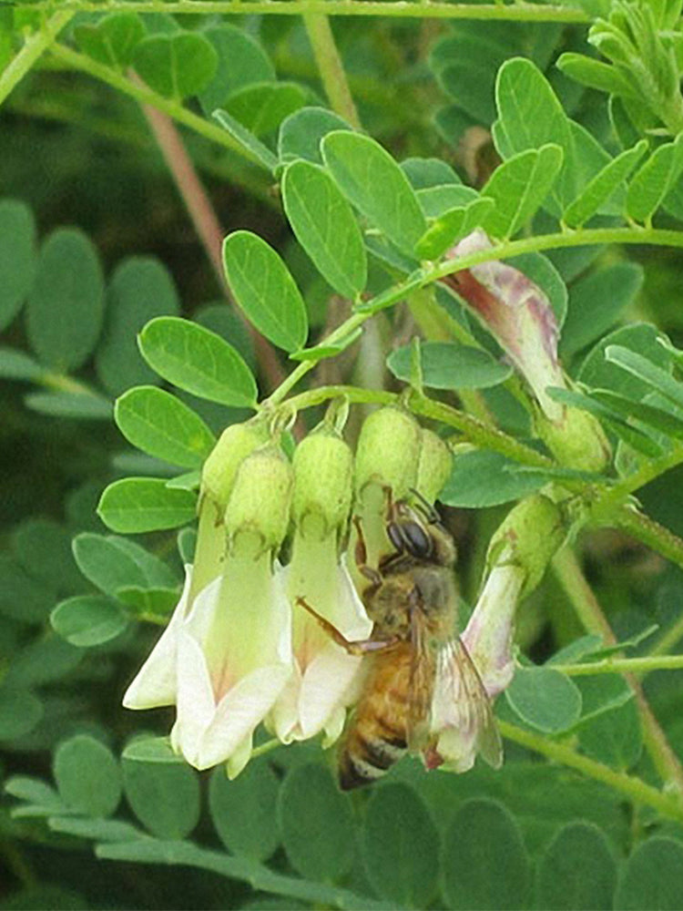 Huang Qi (Astragalus membranaceus)