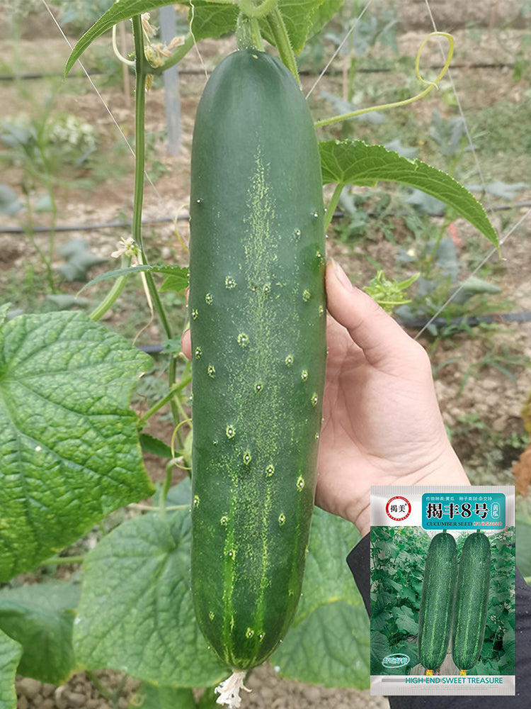 'Jiefeng No.8' Hybrid Cucumber