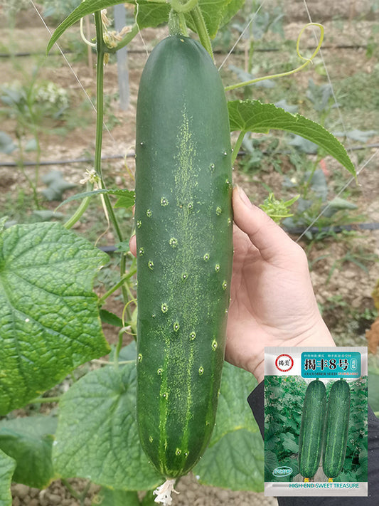 'Jiefeng No.8' Hybrid Cucumber