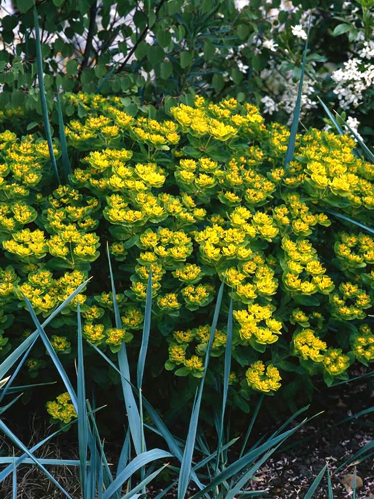 Cushion Spurge