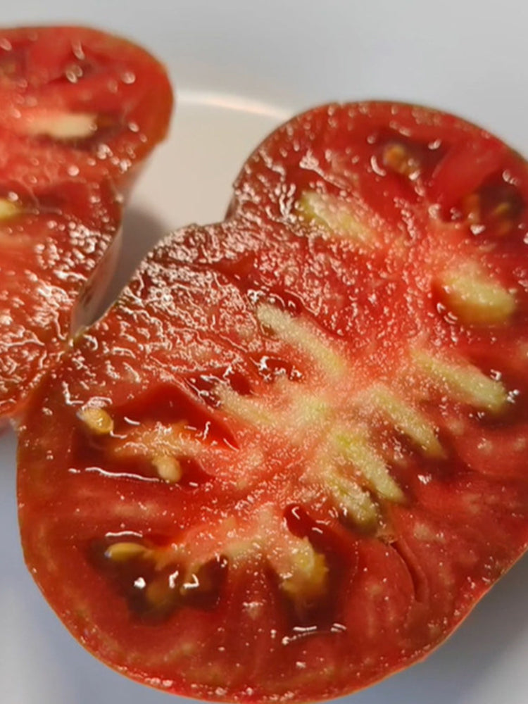 Martha Starfighter Tomato