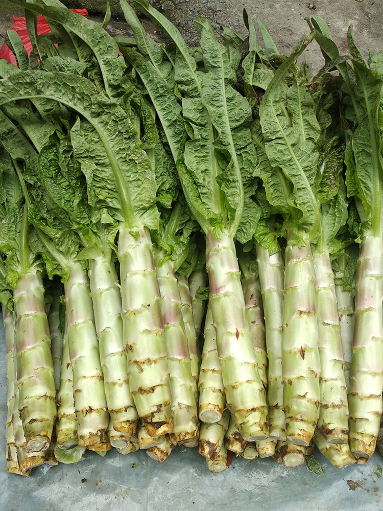 'Xiangsihong' Stem Lettuce
