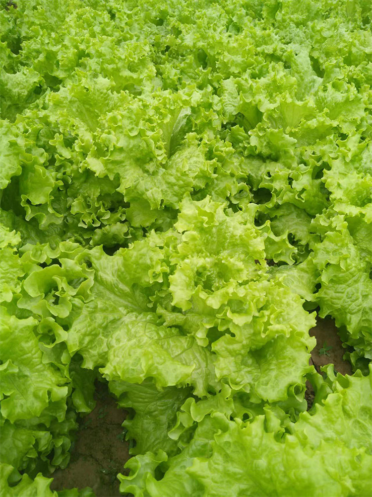 'Jiemei' Fast-Growing Loose-Leaf Lettuce
