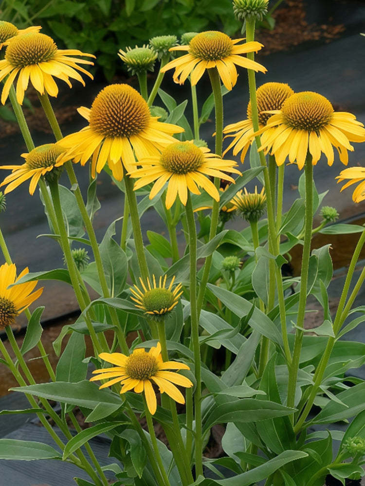 Echinacea purpurea 'Mellow Yellows'