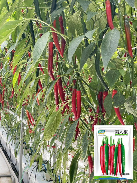 Meiren Chili Peppers