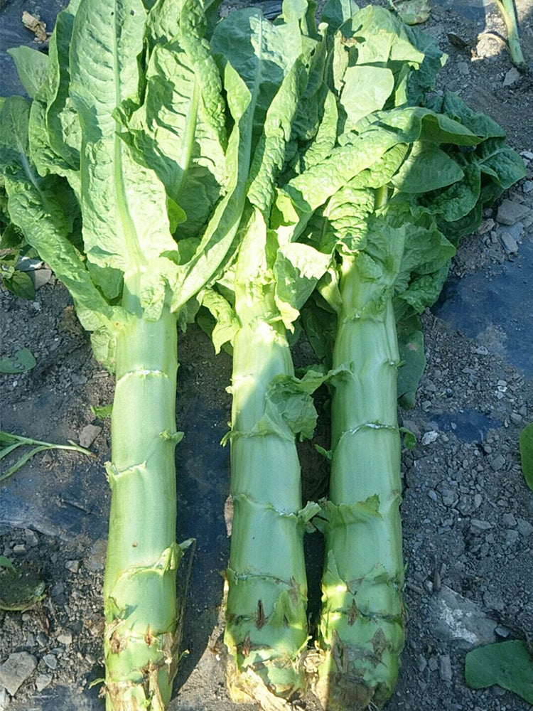'Jiemei' Green Celtuce