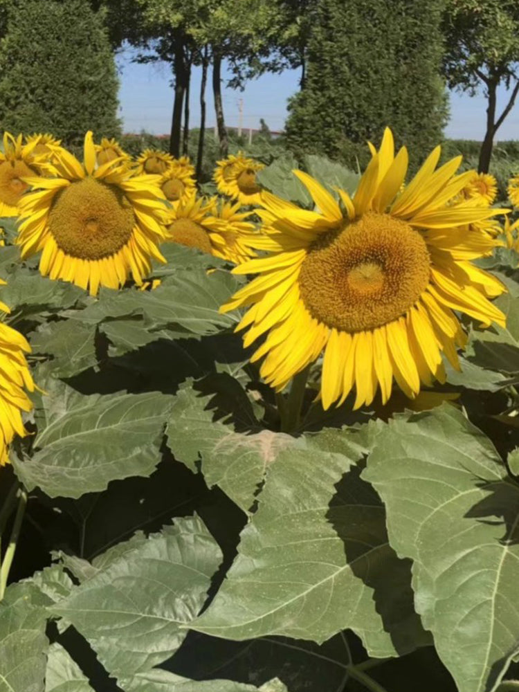 Super Giant Edible Sunflower