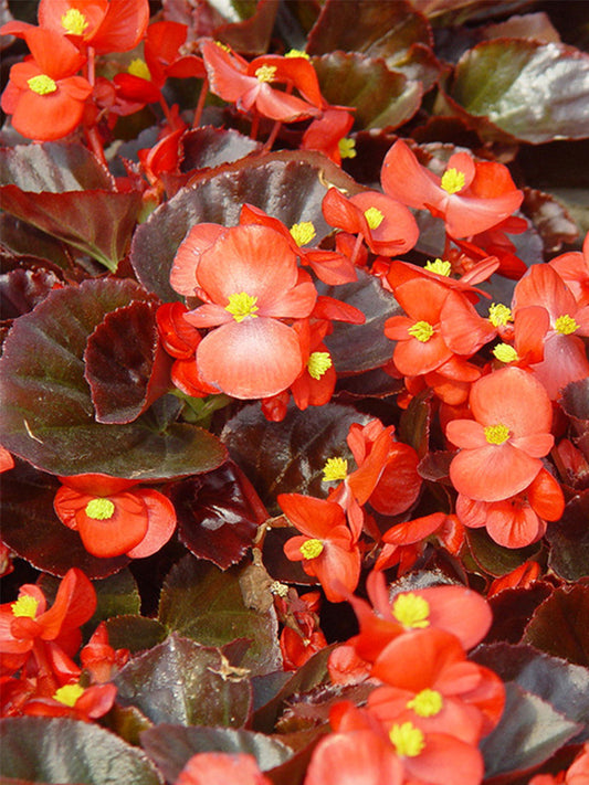 Bronze Leaf Red Flower Begonia