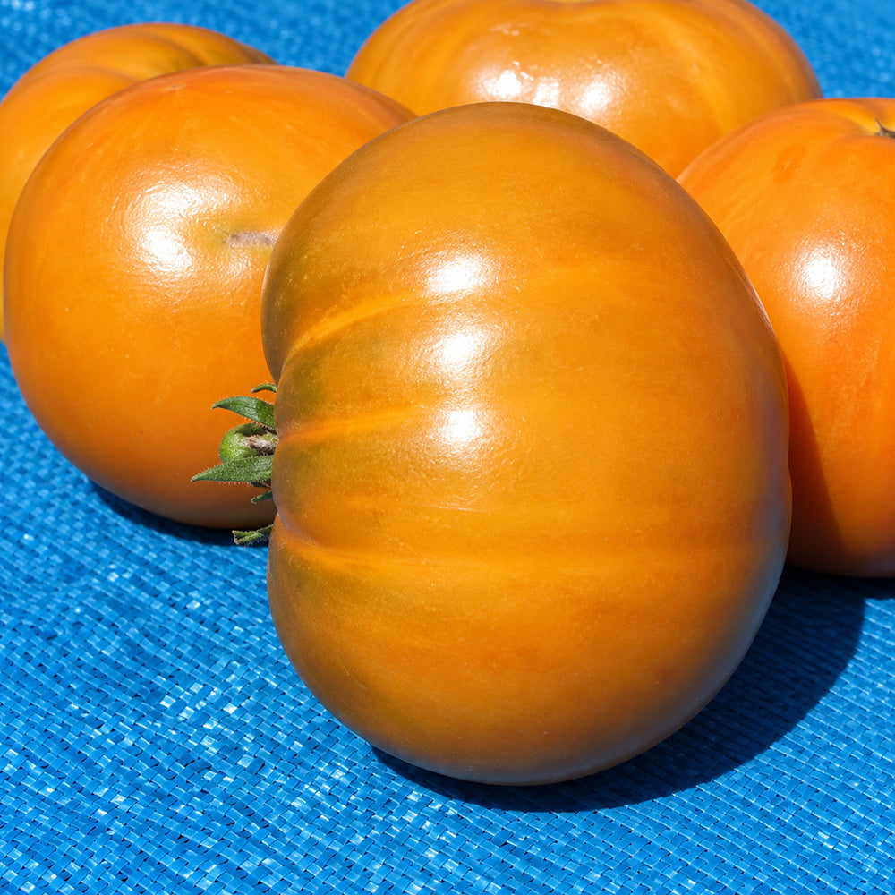 196 Kiwanis Tomato