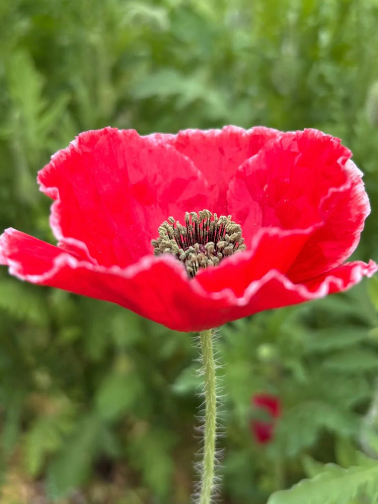 Red with White Edge Corn Poppy