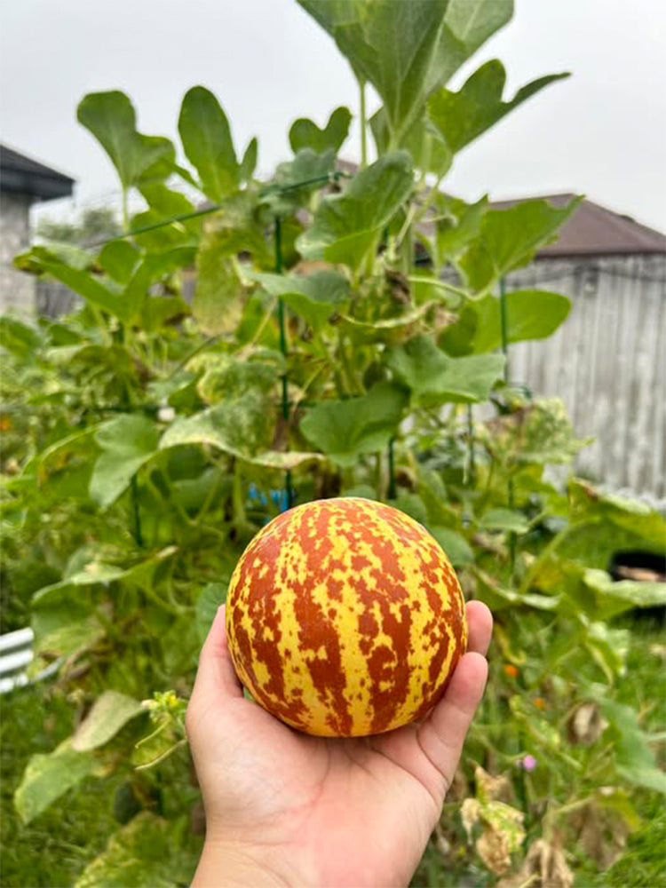 Tiger Melon