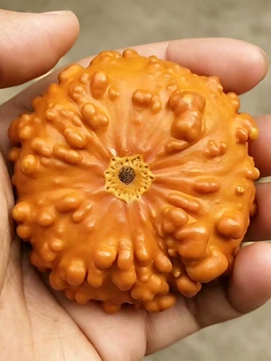 Small Bumpy Gourd