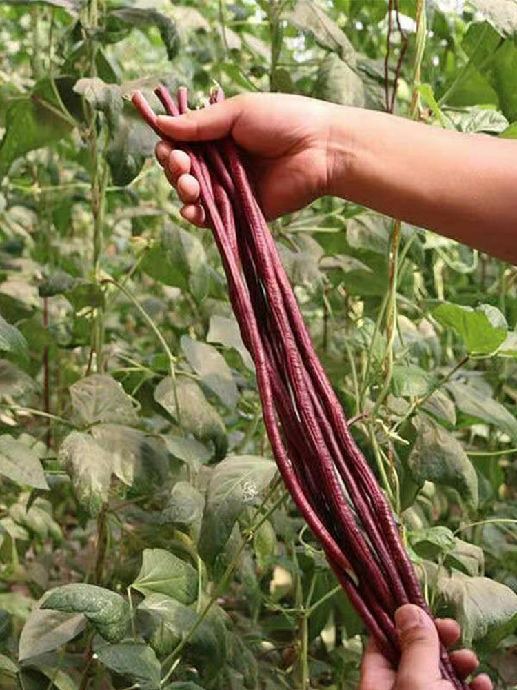 Spring-Autumn Red Cowpea