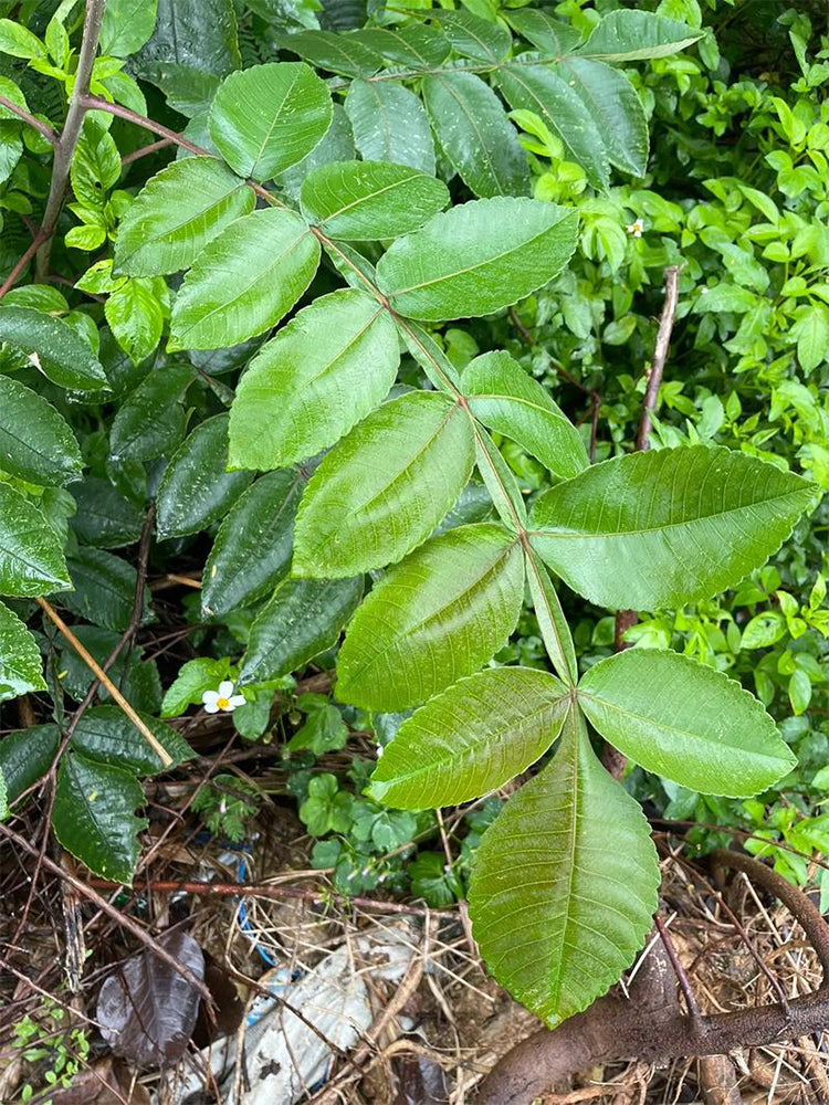 Chinese Sumac (Rhus chinensis Mill.)