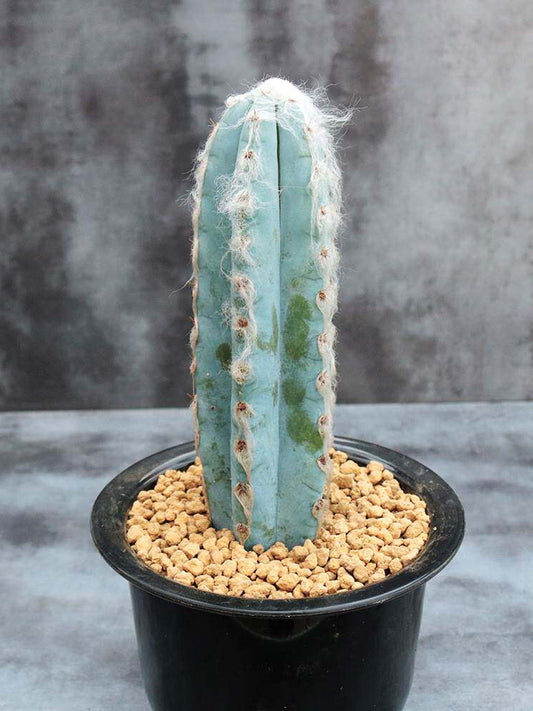 Pilosocereus azureus