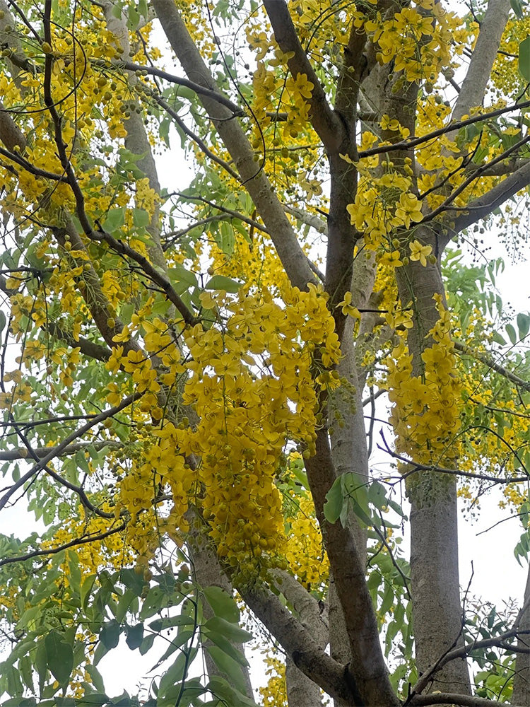 Golden Shower Tree