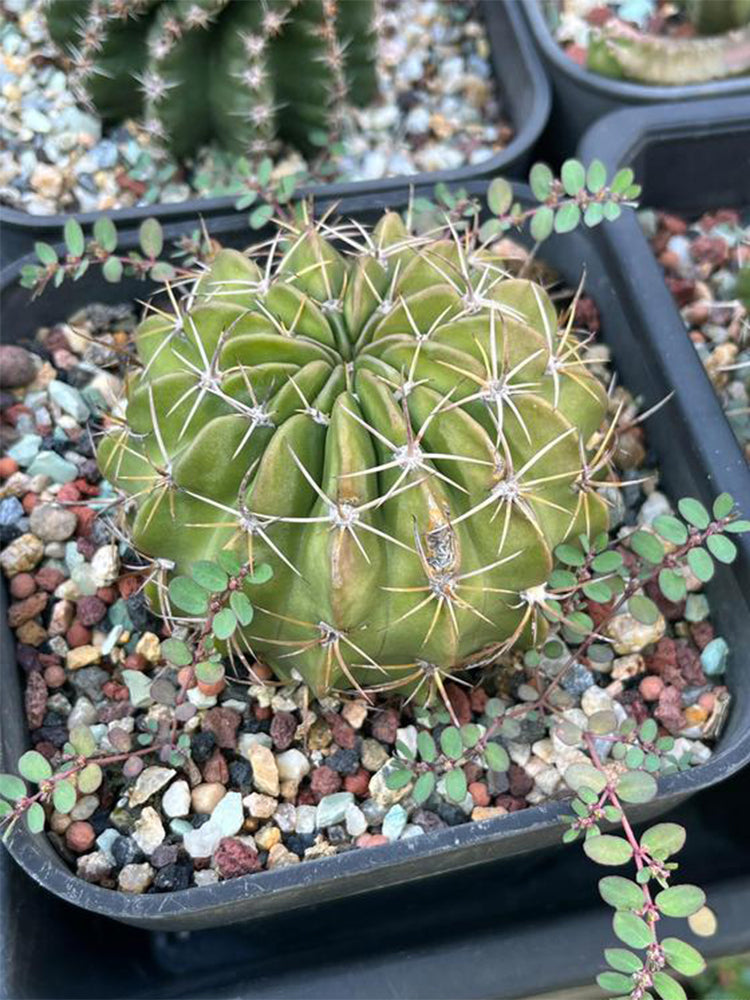 Echinopsis obrepanda