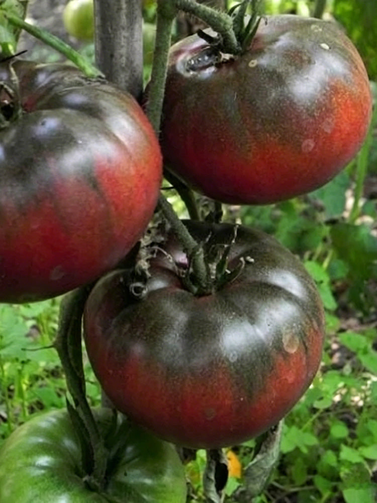 Black Krim Tomato